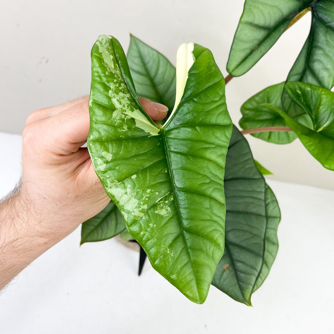 Alocasia Platinum Variegata Foliage Dreams