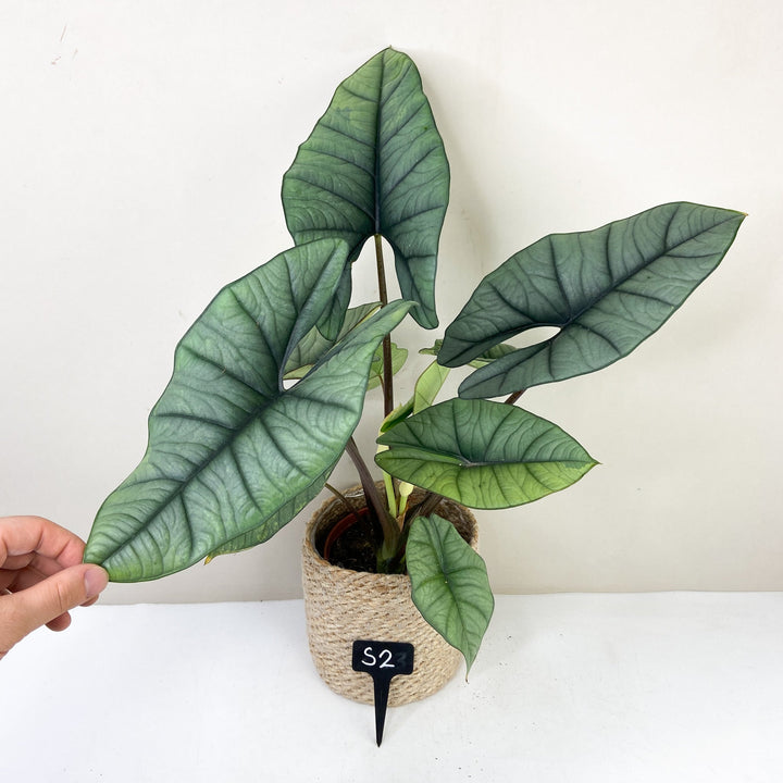 Alocasia Platinum Variegata S2 Foliage Dreams