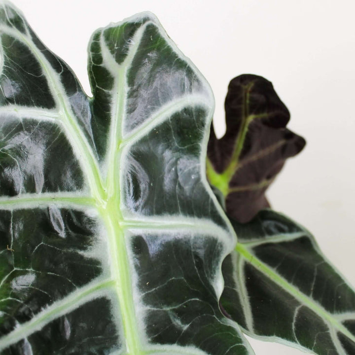 Alocasia Polly Foliage Dreams