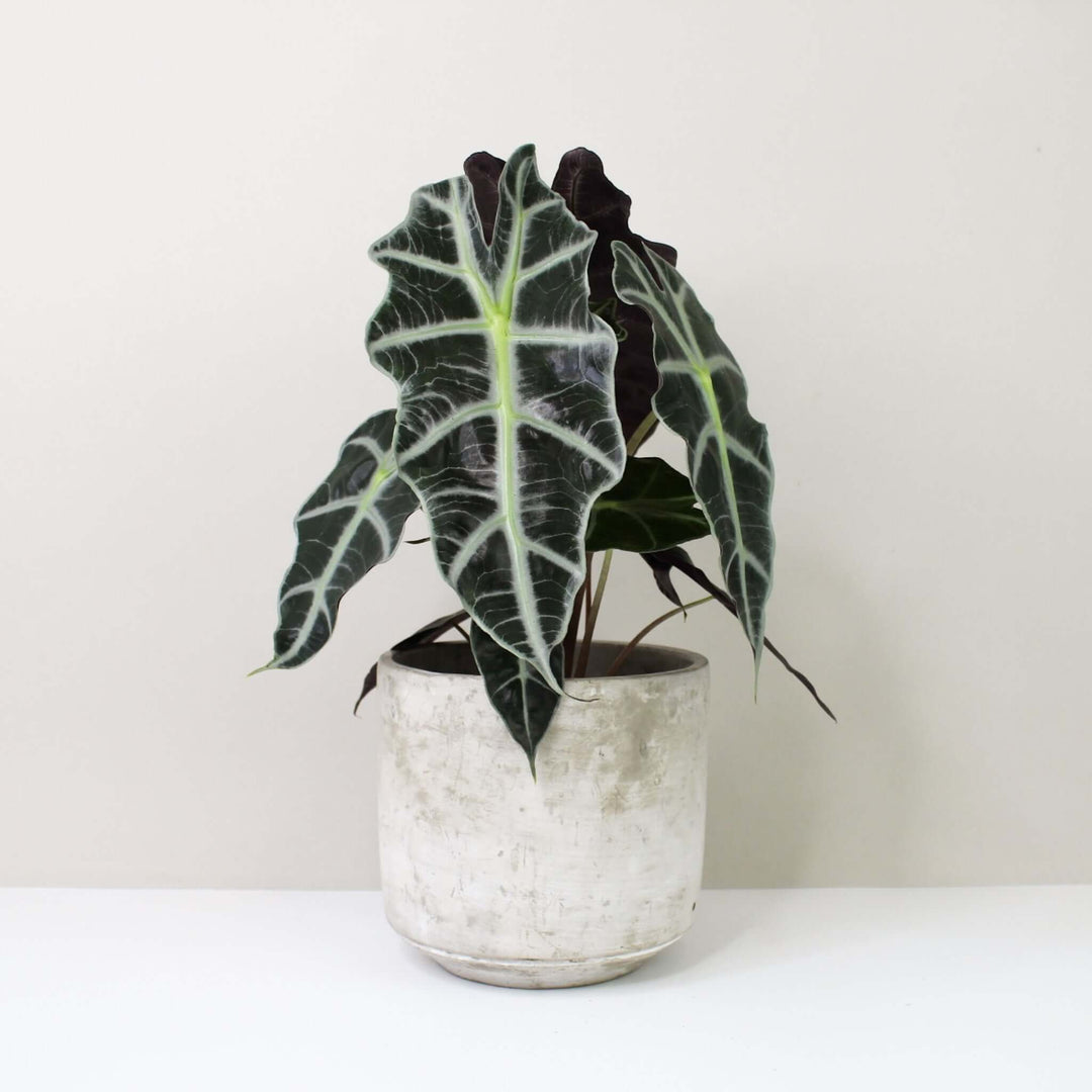 Alocasia Polly Foliage Dreams