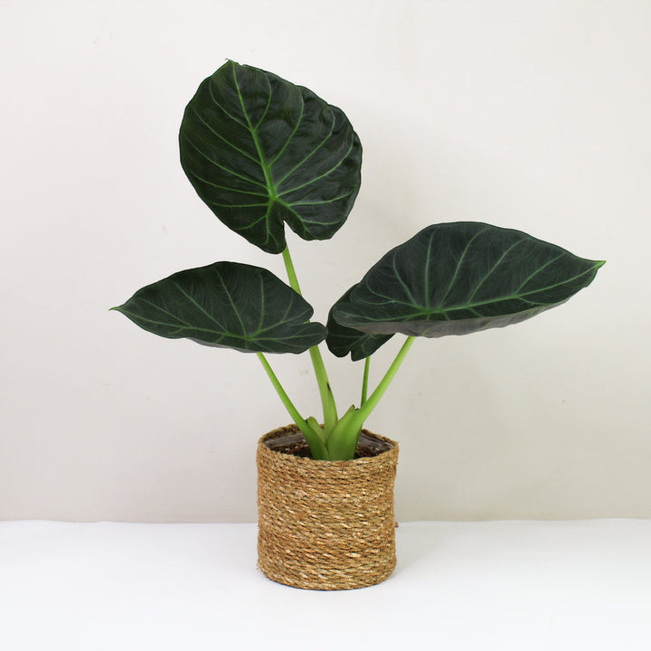 Alocasia Regal Shield M Foliage Dreams