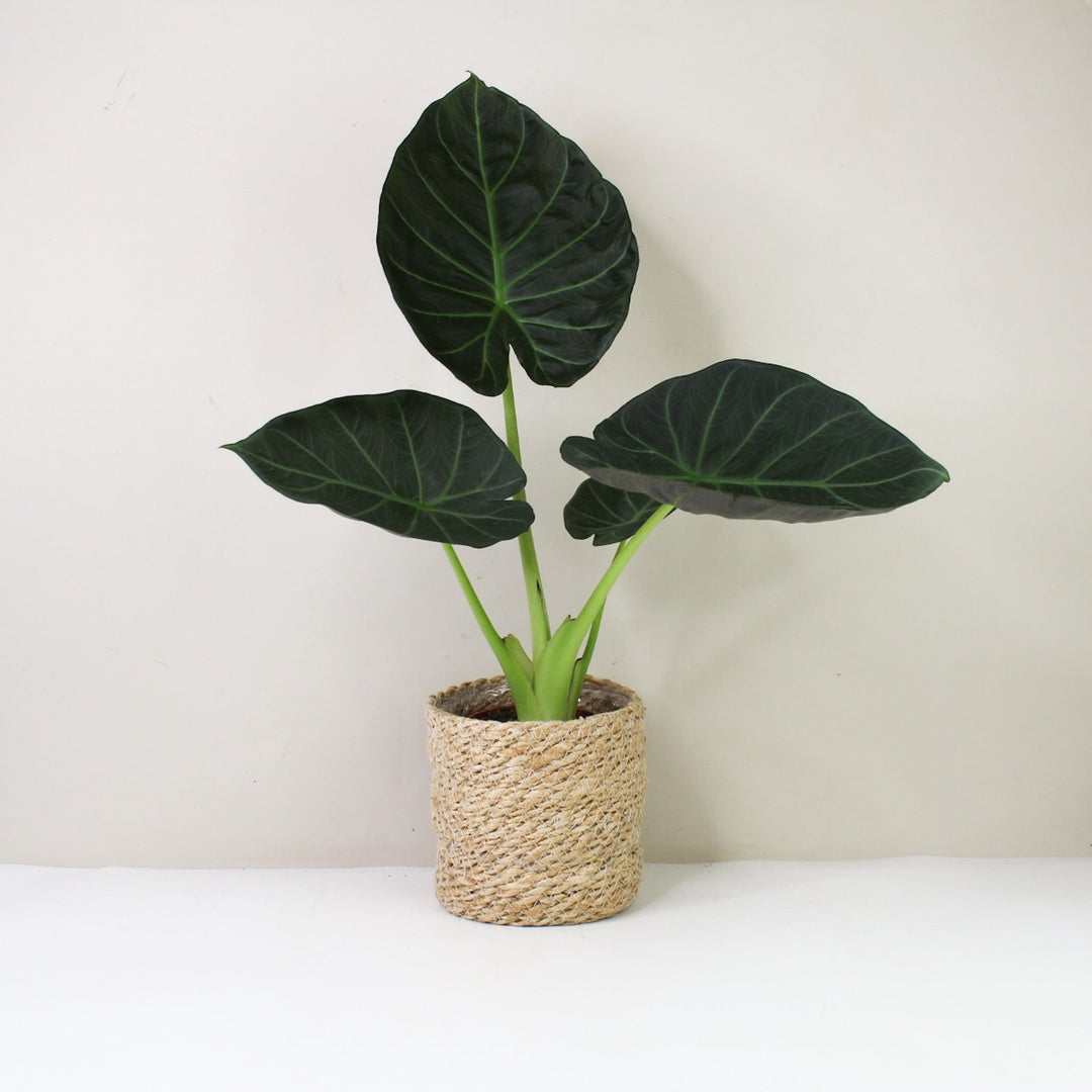 Alocasia Regal Shield M / Korb creme Foliage Dreams