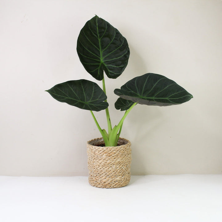 Alocasia Regal Shield M / Korb creme Foliage Dreams