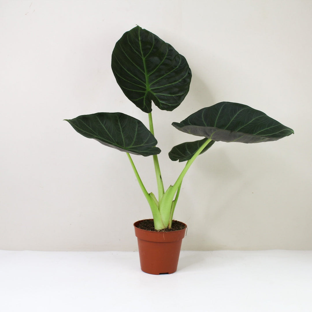 Alocasia Regal Shield M / ohne Übertopf Foliage Dreams
