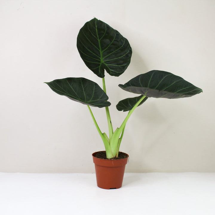 Alocasia Regal Shield M / ohne Übertopf Foliage Dreams