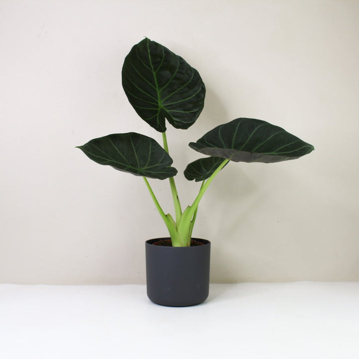 Alocasia Regal Shield M / Topf anthrazit Foliage Dreams