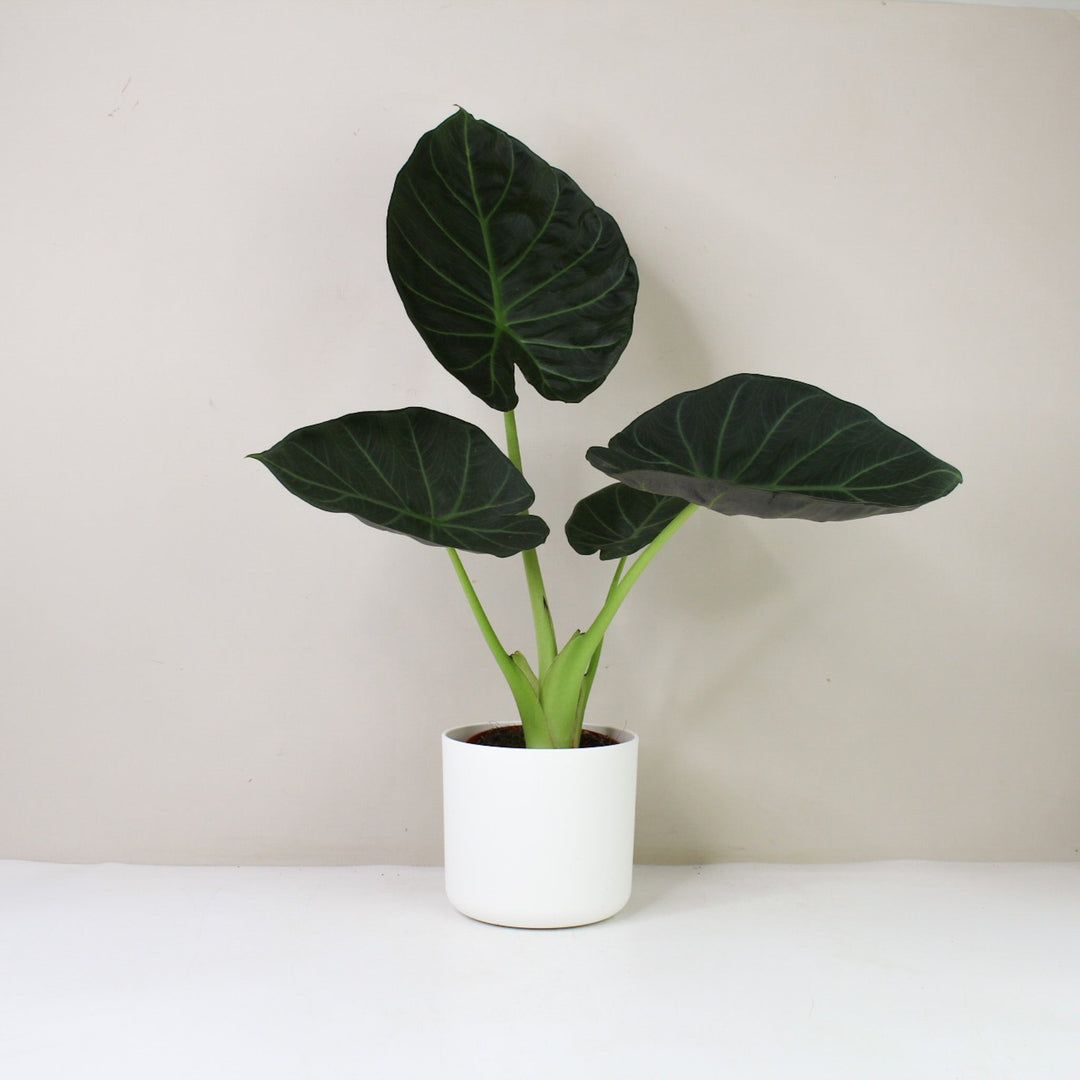 Alocasia Regal Shield M / Topf weiß Foliage Dreams
