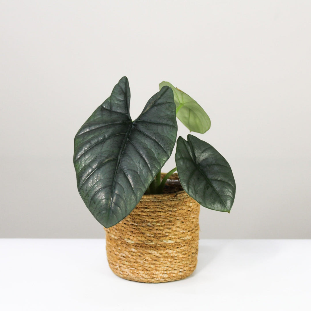 Alocasia Reginae Foliage Dreams