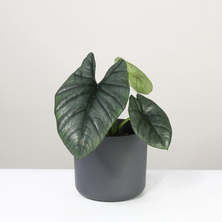 Alocasia Reginae Foliage Dreams