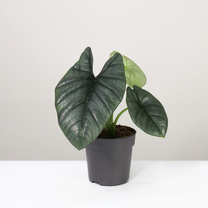 Alocasia Reginae Foliage Dreams