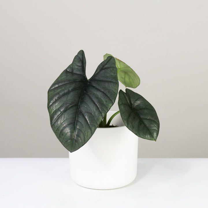 Alocasia Reginae Foliage Dreams