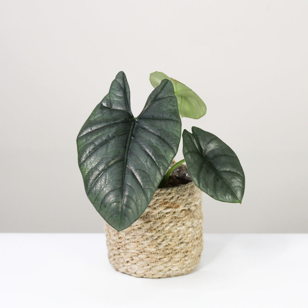 Alocasia Reginae Foliage Dreams
