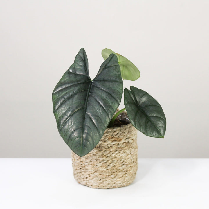 Alocasia Reginae Foliage Dreams