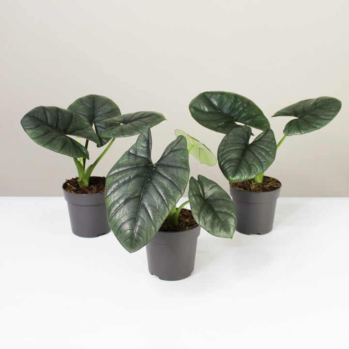 Alocasia Reginae Foliage Dreams