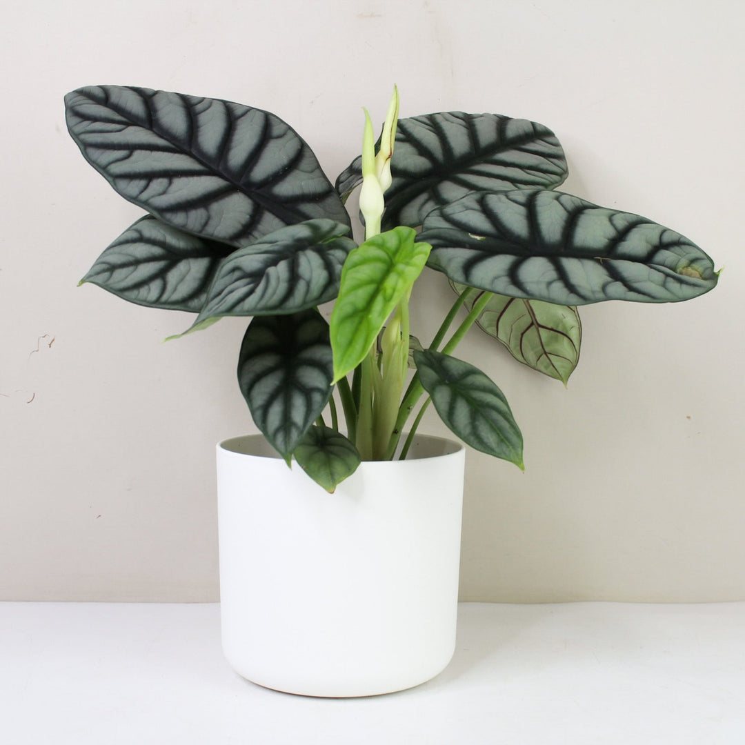 Alocasia Silver Dragon L Foliage Dreams