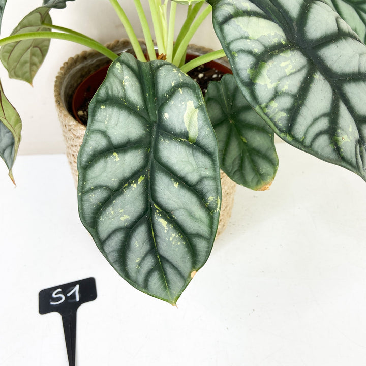 Alocasia Silver Dragon Variegata Foliage Dreams