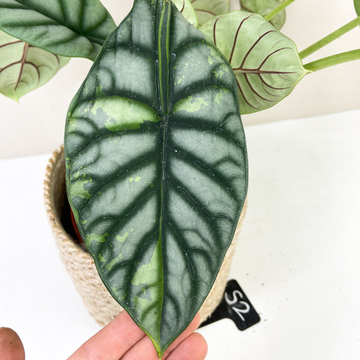 Alocasia Silver Dragon Variegata Foliage Dreams