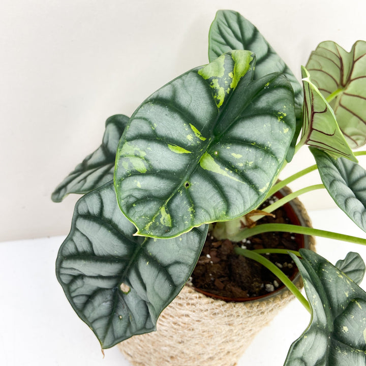 Alocasia Silver Dragon Variegata Foliage Dreams
