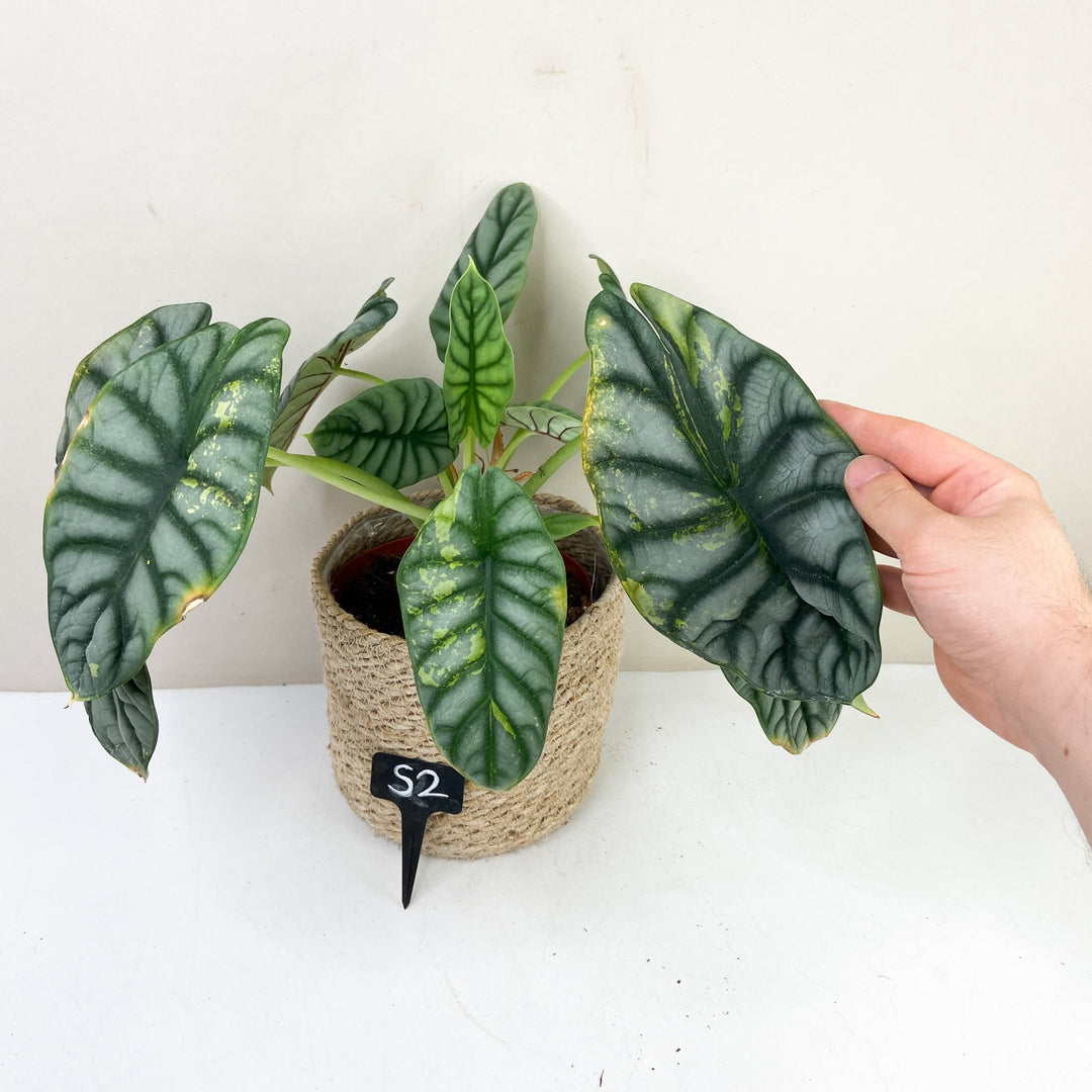 Alocasia Silver Dragon Variegata Foliage Dreams
