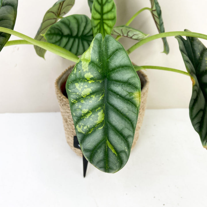 Alocasia Silver Dragon Variegata Foliage Dreams