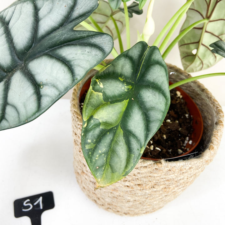Alocasia Silver Dragon Variegata Foliage Dreams
