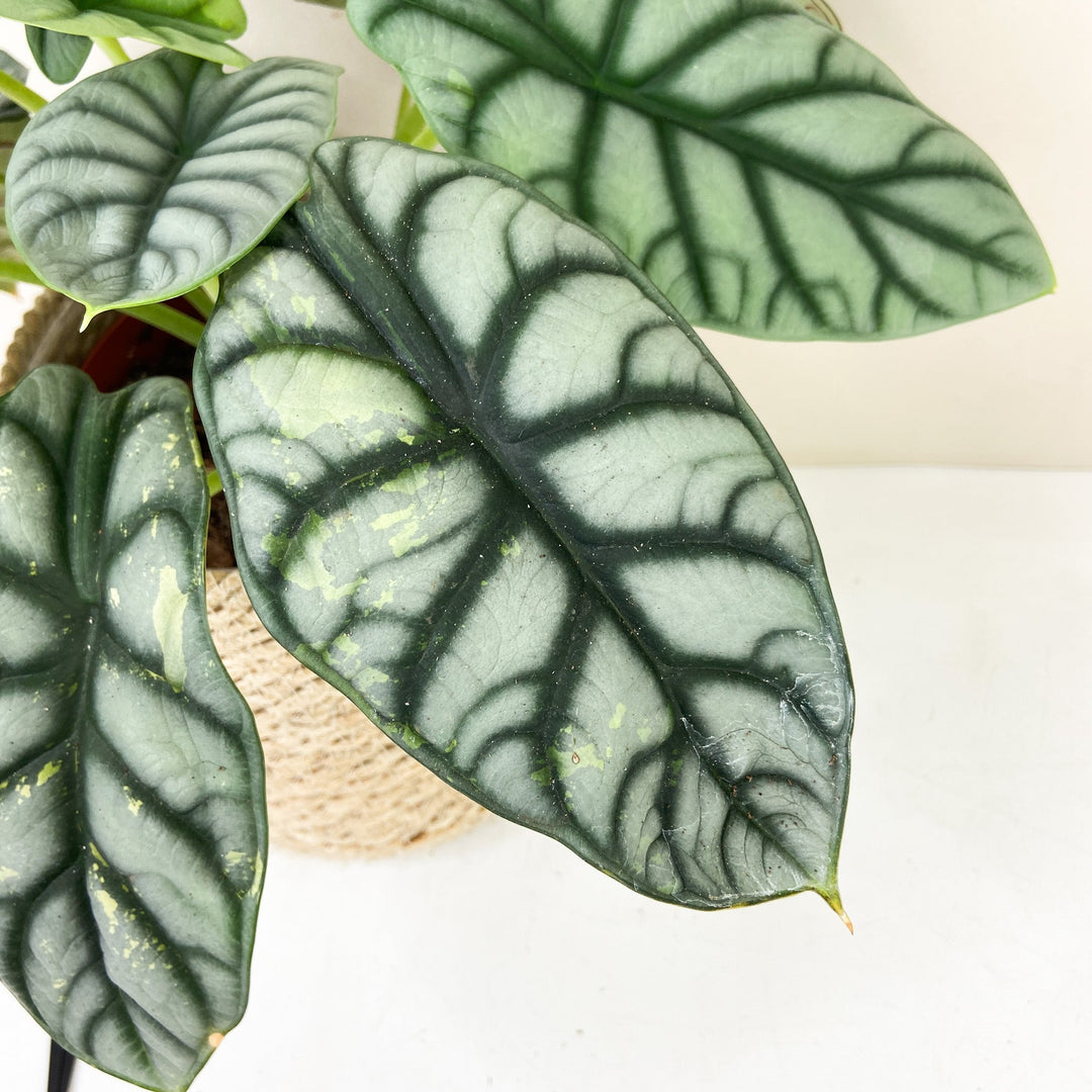Alocasia Silver Dragon Variegata Foliage Dreams
