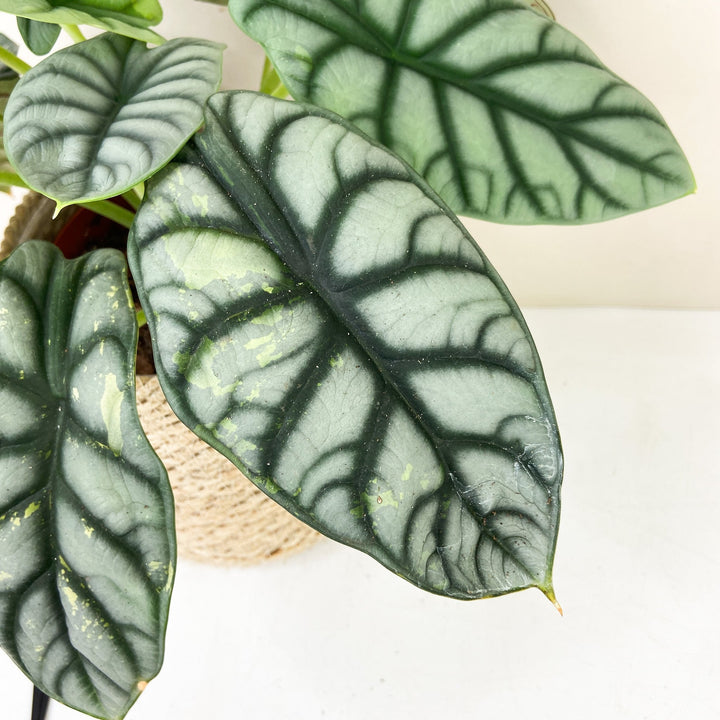 Alocasia Silver Dragon Variegata Foliage Dreams
