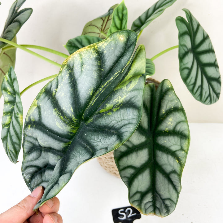 Alocasia Silver Dragon Variegata Foliage Dreams