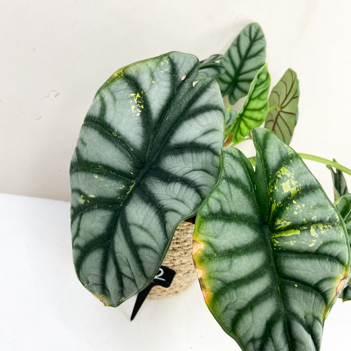 Alocasia Silver Dragon Variegata Foliage Dreams