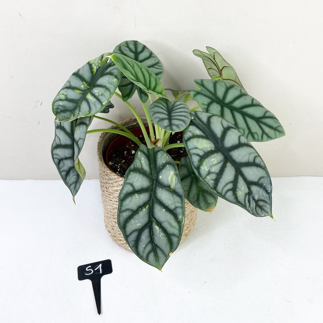 Alocasia Silver Dragon Variegata S1 Foliage Dreams
