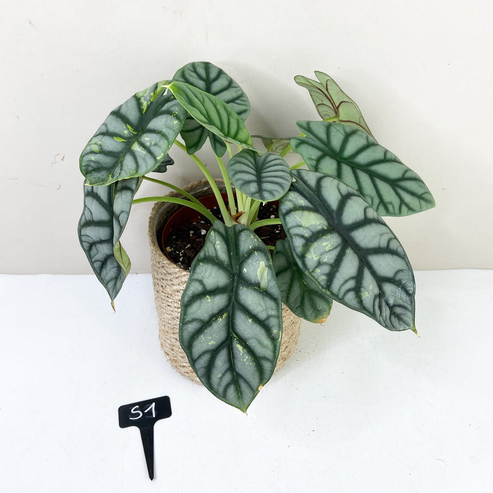 Alocasia Silver Dragon Variegata S1 Foliage Dreams
