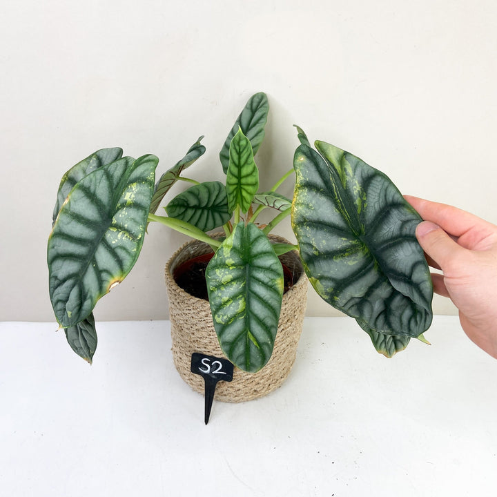 Alocasia Silver Dragon Variegata S2 Foliage Dreams