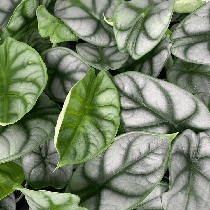 Alocasia Silver Dragon - young plant Foliage Dreams