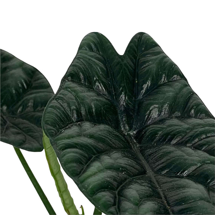 Alocasia sinuata Foliage Dreams