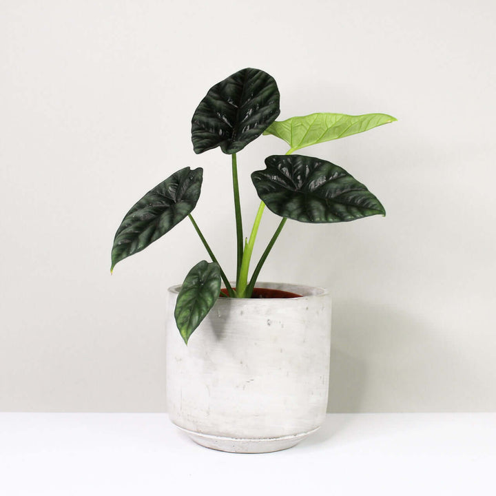Alocasia sinuata Foliage Dreams