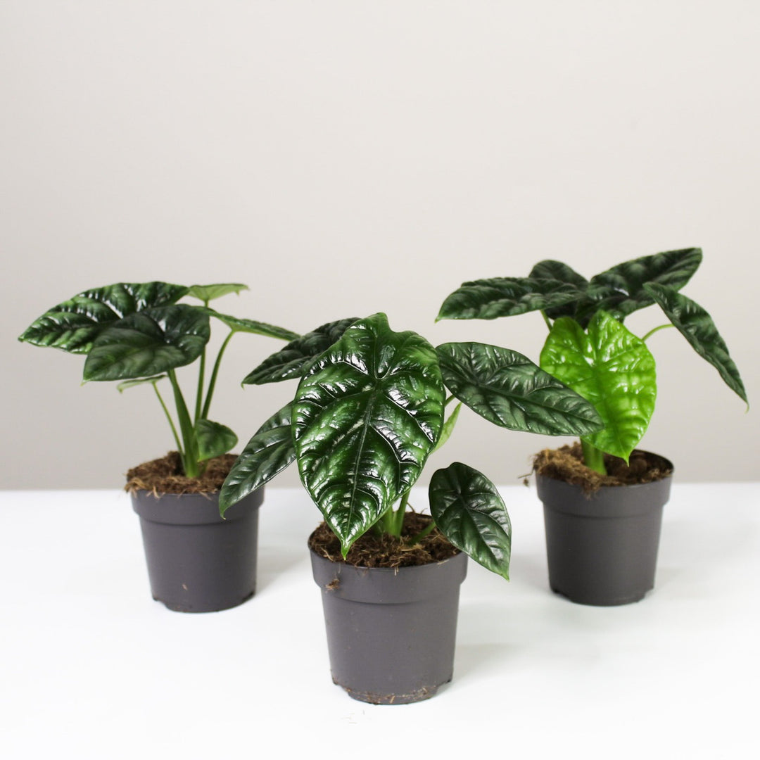 Alocasia Sinuata Foliage Dreams