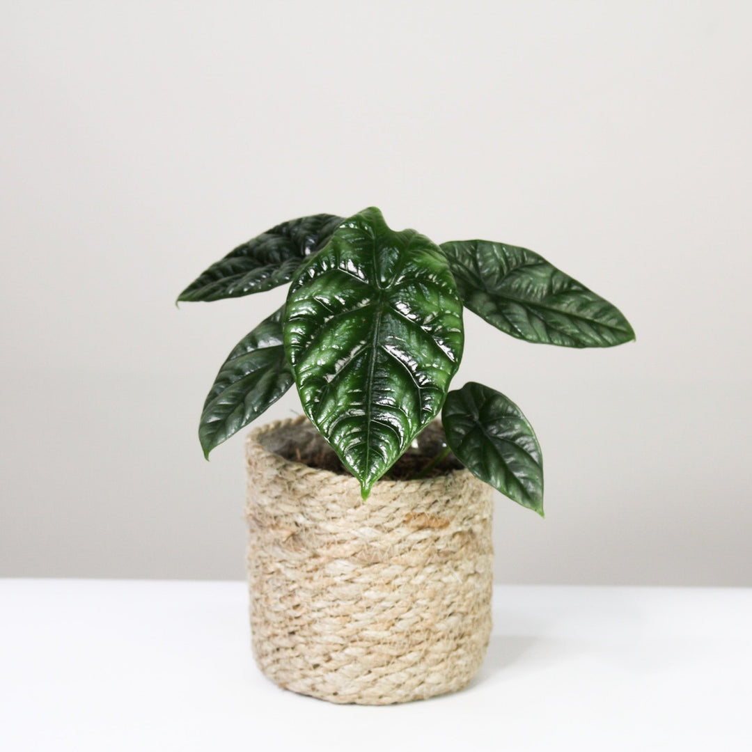 Alocasia Sinuata Foliage Dreams
