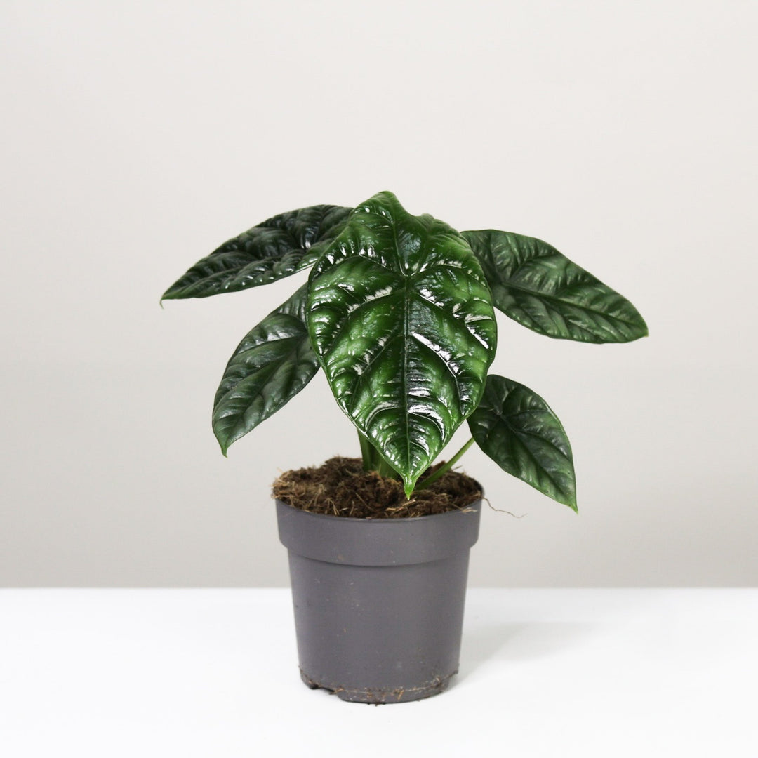 Alocasia Sinuata Foliage Dreams