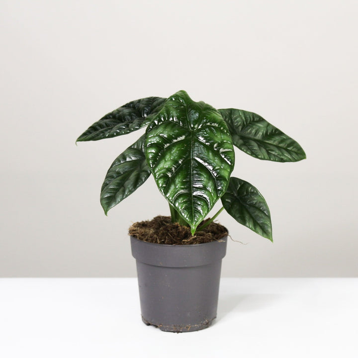 Alocasia Sinuata Foliage Dreams
