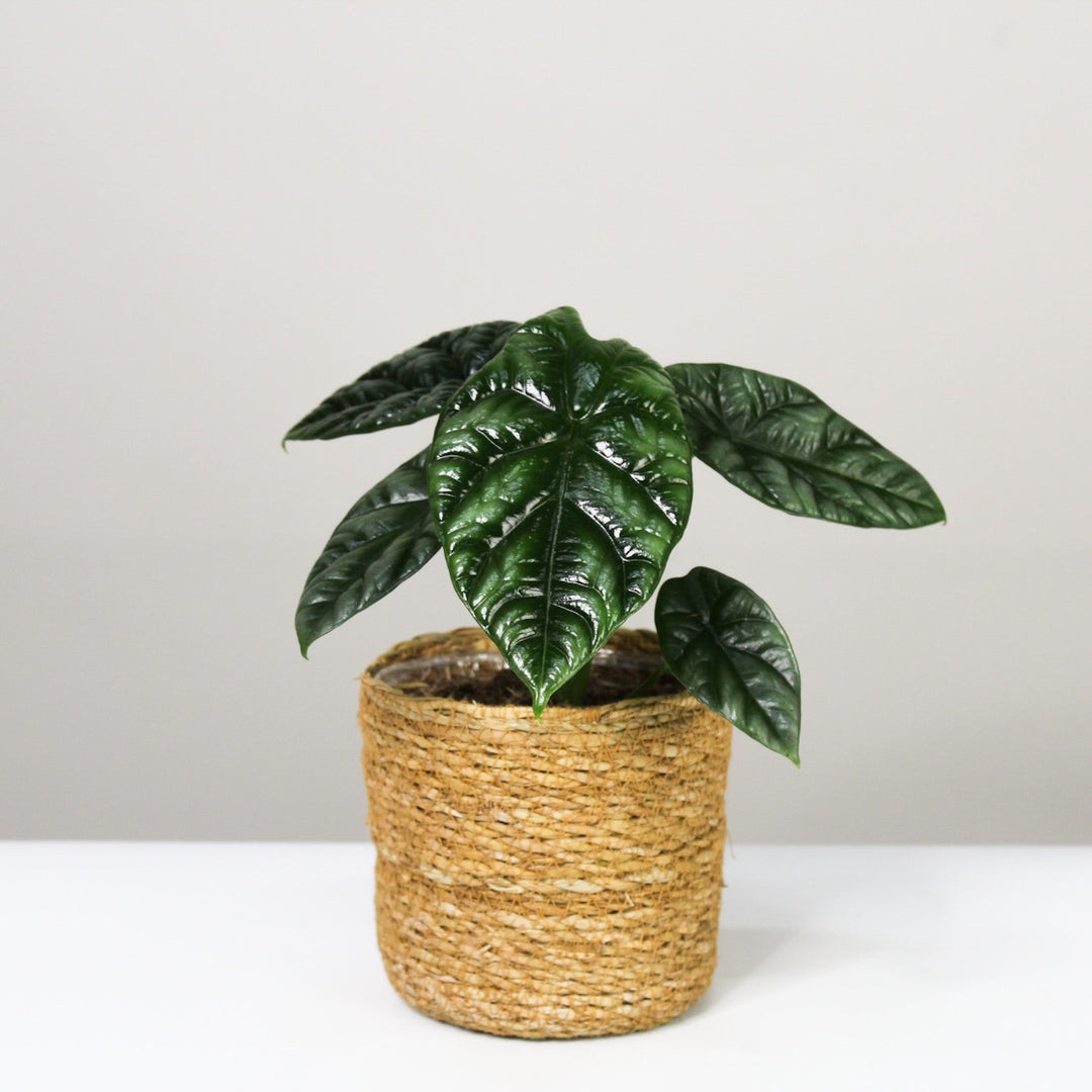 Alocasia Sinuata Foliage Dreams
