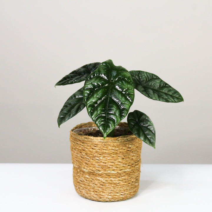 Alocasia Sinuata Foliage Dreams