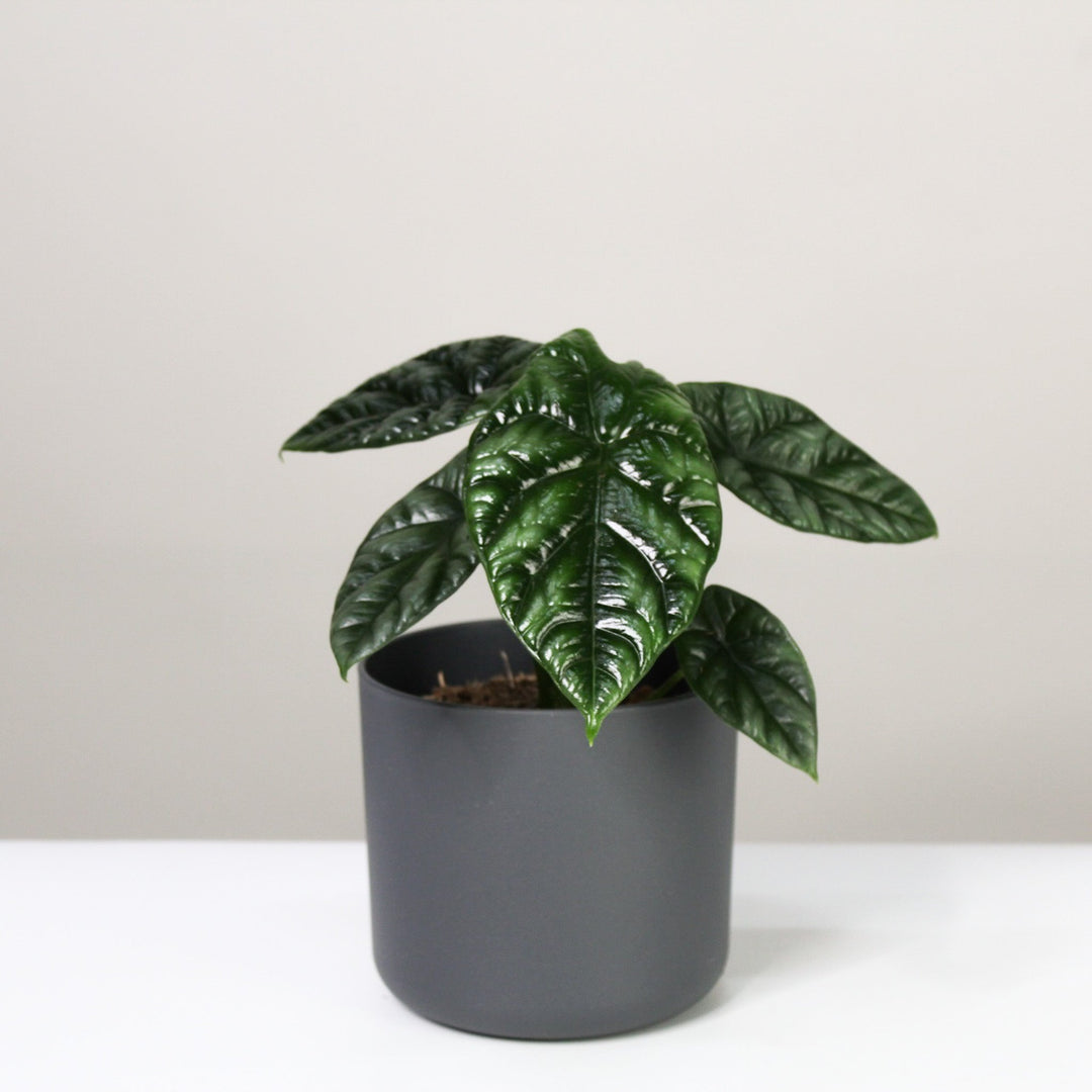 Alocasia Sinuata Foliage Dreams