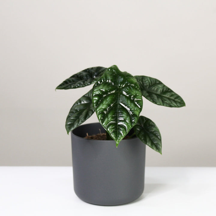 Alocasia Sinuata Foliage Dreams