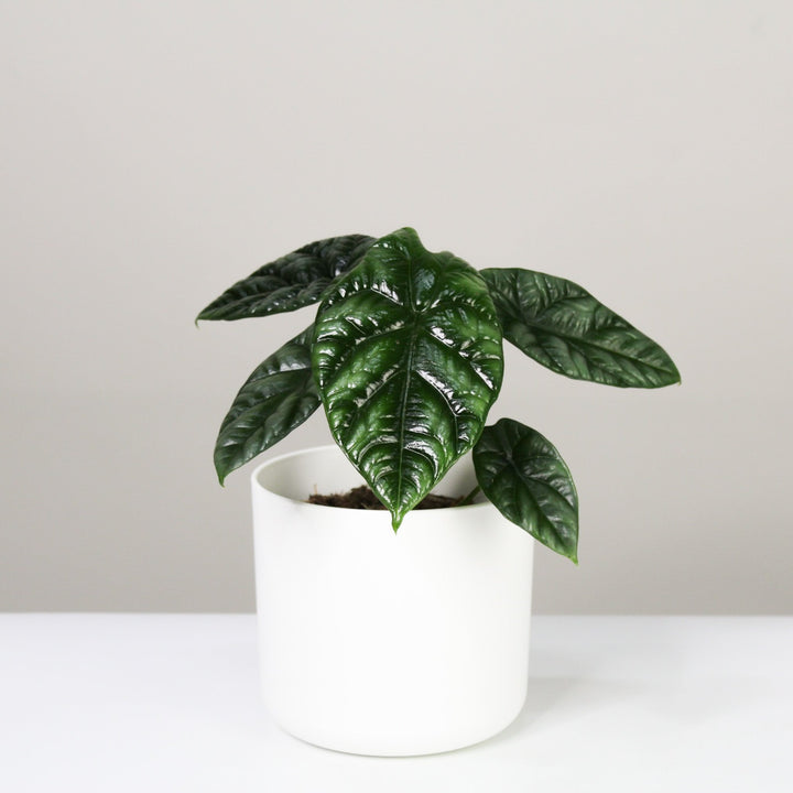 Alocasia Sinuata Foliage Dreams