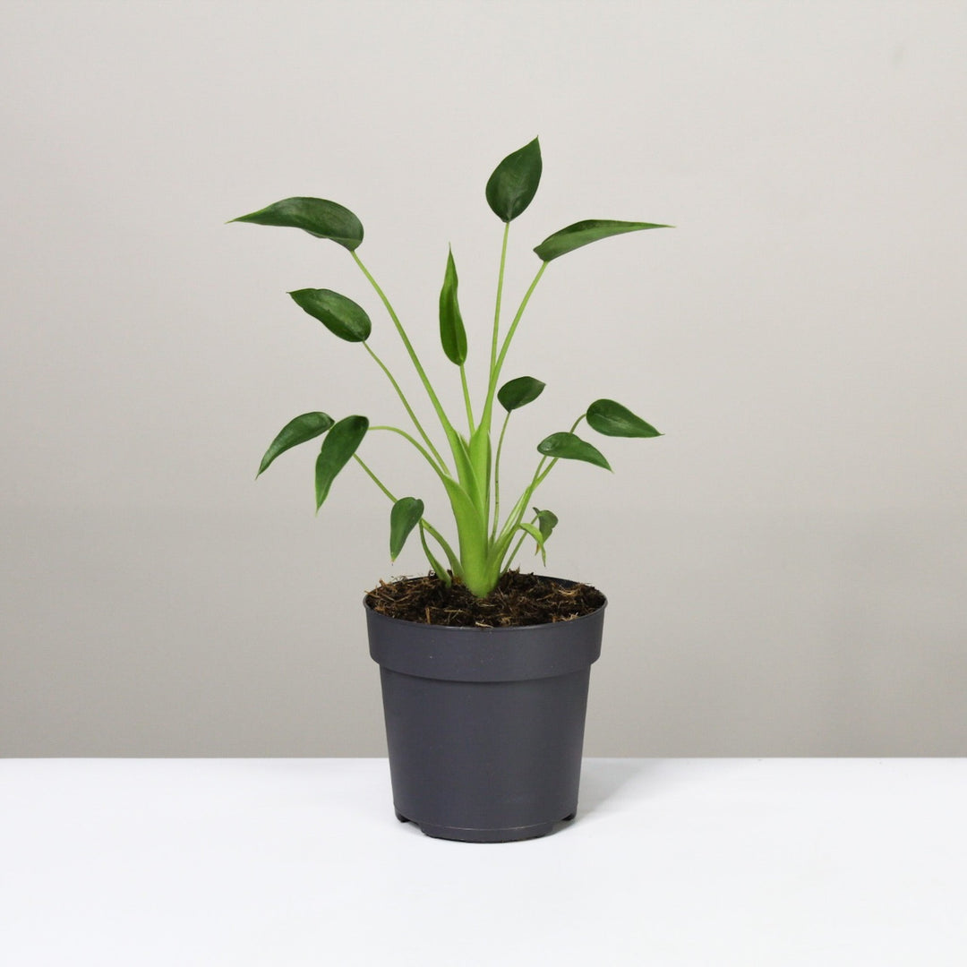 Alocasia Tiny Dancer Foliage Dreams