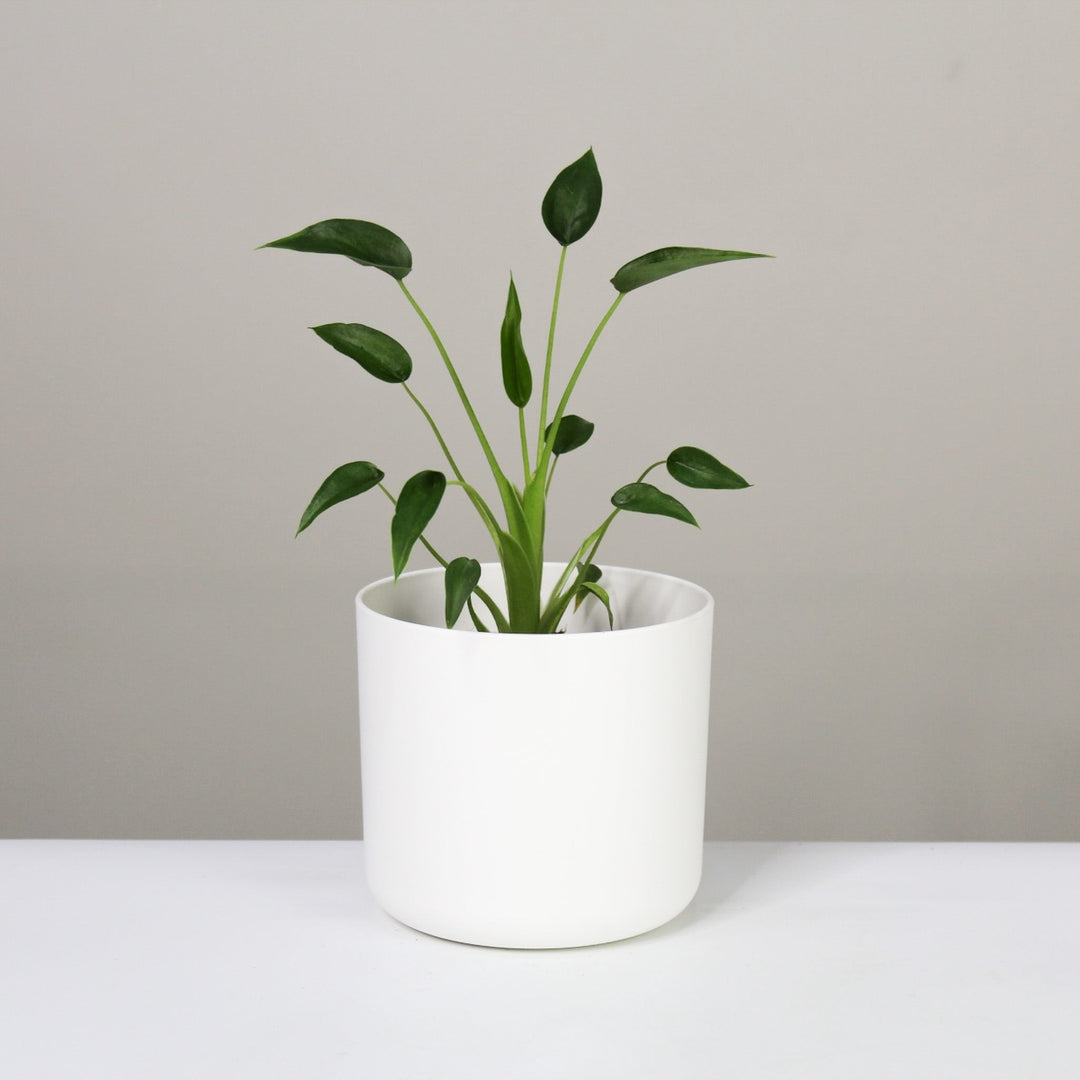 Alocasia Tiny Dancer Foliage Dreams