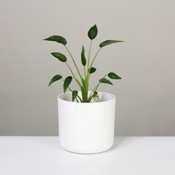 Alocasia Tiny Dancer Foliage Dreams