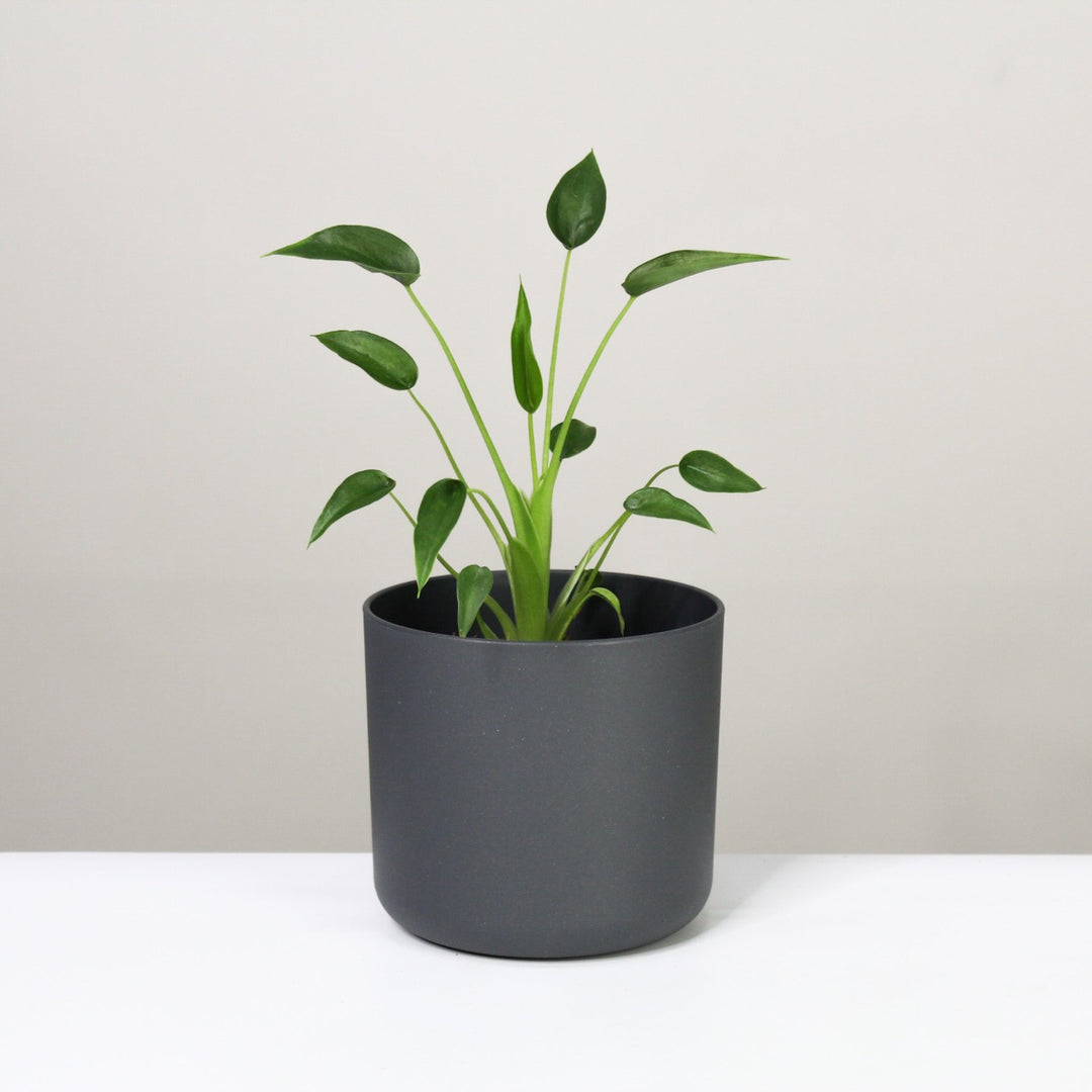 Alocasia Tiny Dancer Foliage Dreams