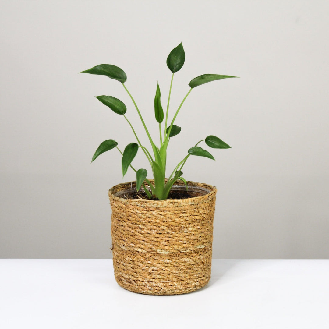 Alocasia Tiny Dancer Foliage Dreams