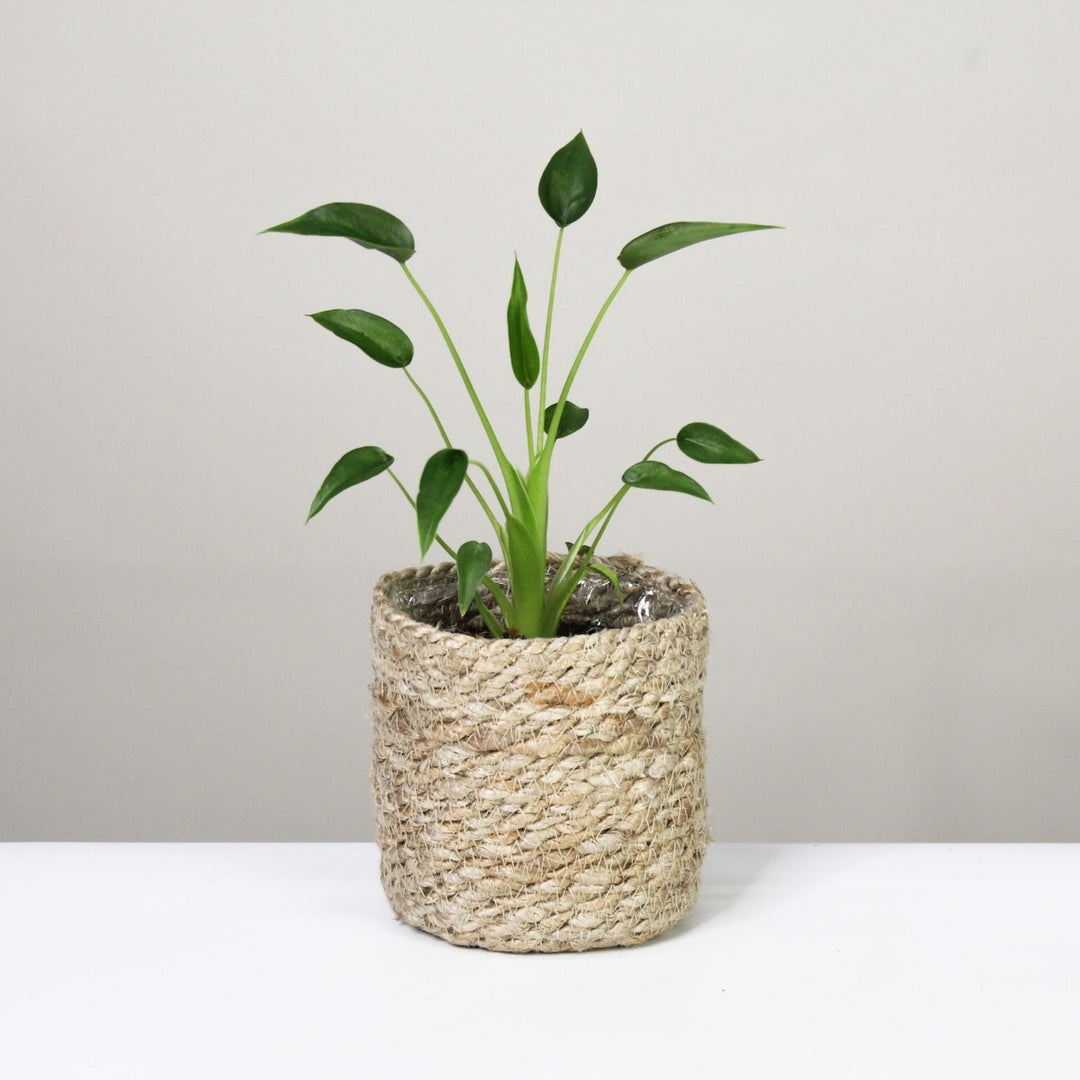 Alocasia Tiny Dancer Foliage Dreams